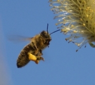 Biene holt Pollen