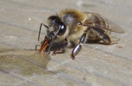 Biene schleckt Honig